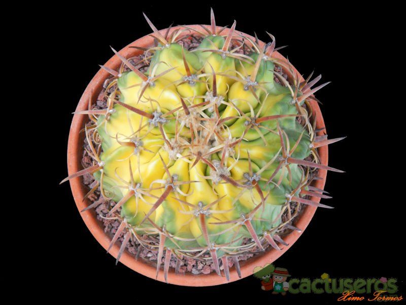 A photo of Echinocactus texensis fma. variegada
