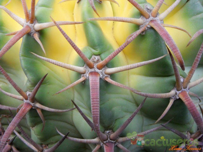 A photo of Echinocactus texensis fma. variegada