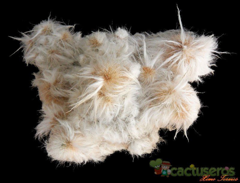 Una foto de Espostoa lanata fma. monstruosa