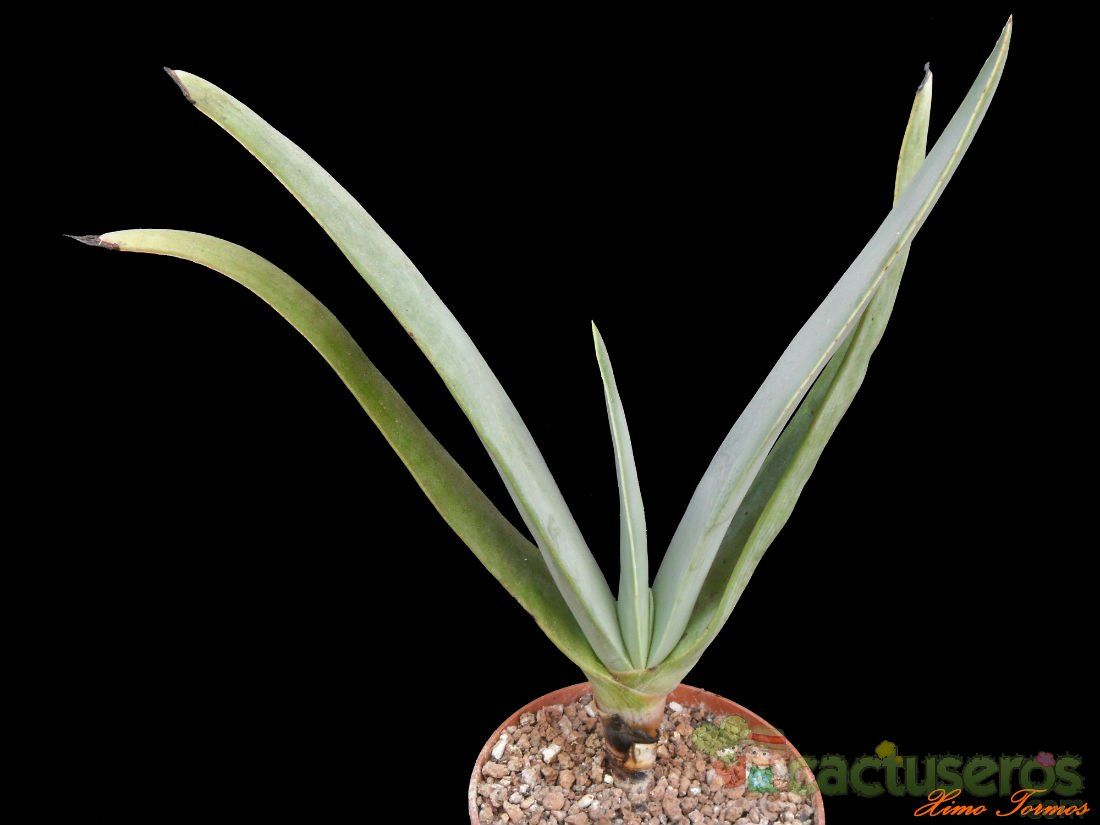 Una foto de Aloe plicatilis  