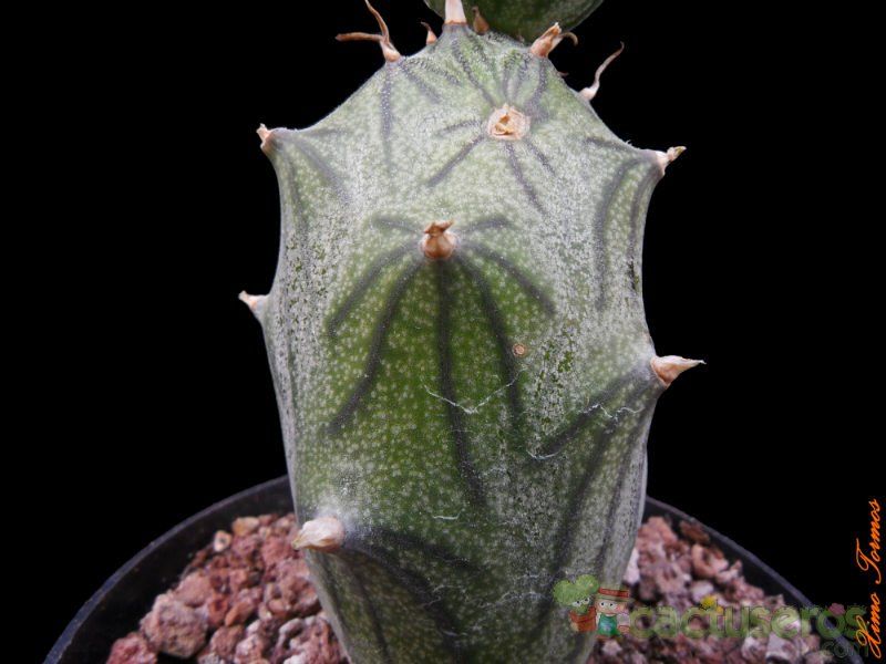A photo of Kleinia saginata  