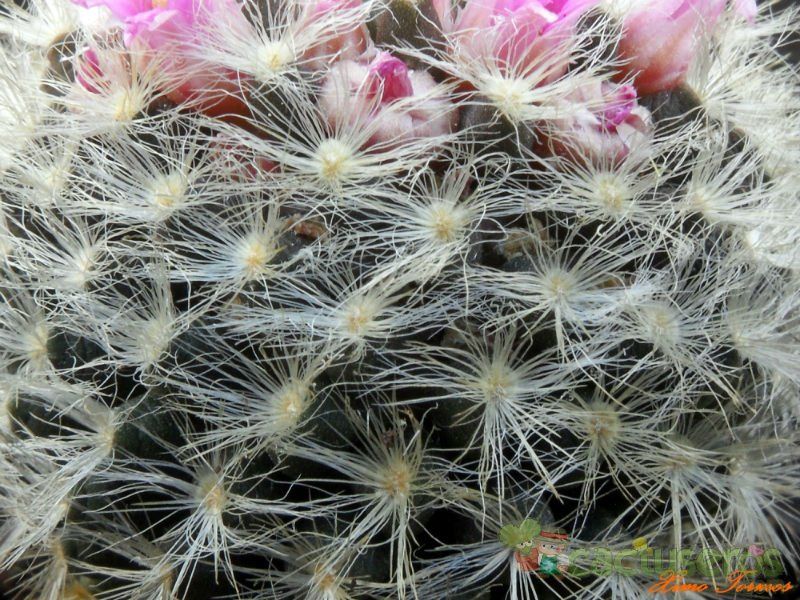 Una foto de Mammillaria laui ssp dasyacantha
