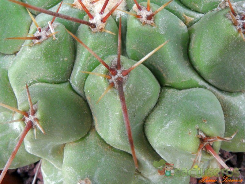 Una foto de Thelocactus rinconensis ssp. nidulans