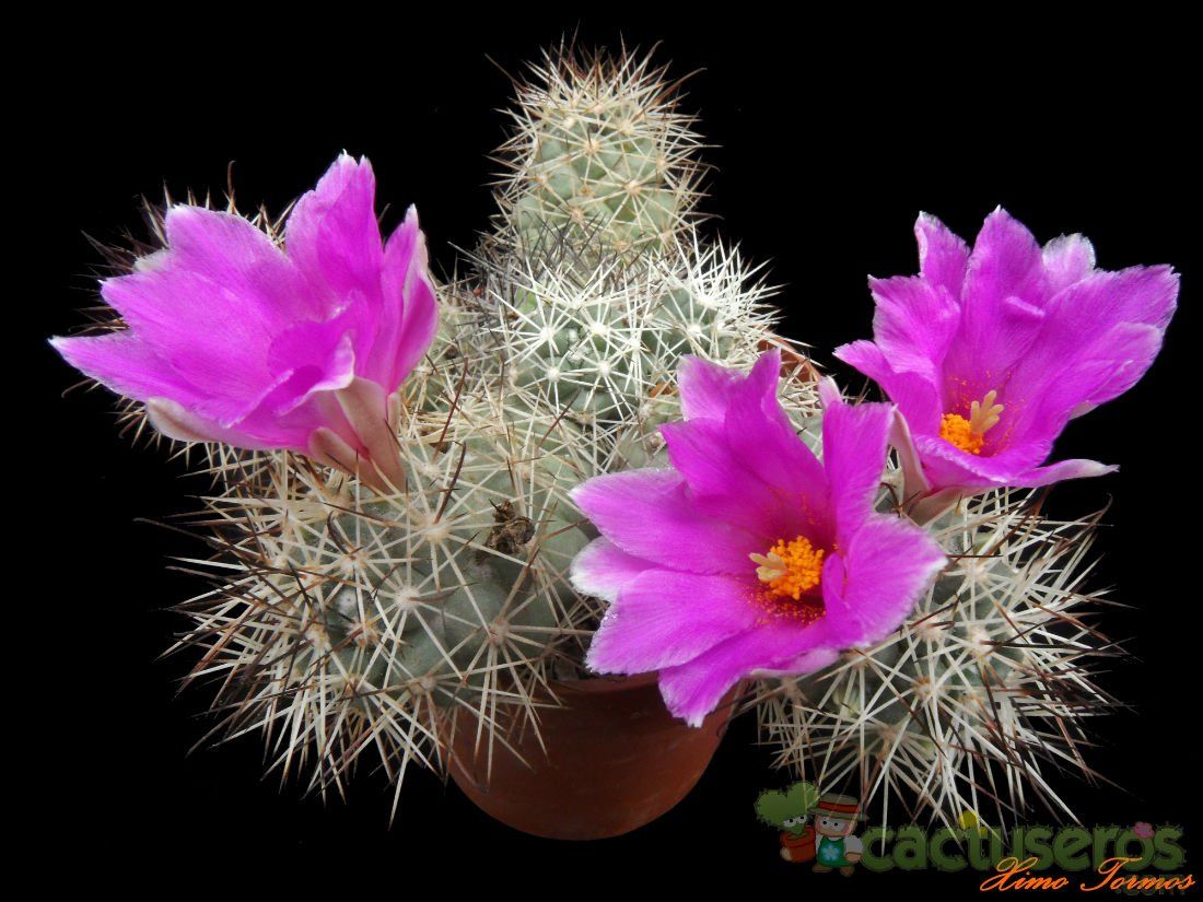 A photo of Mammillaria schumannii