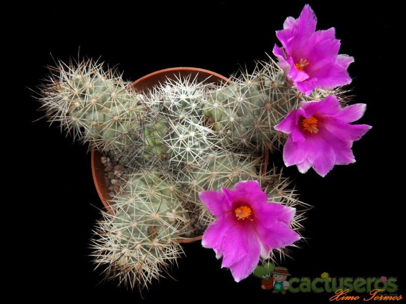 A photo of Mammillaria schumannii