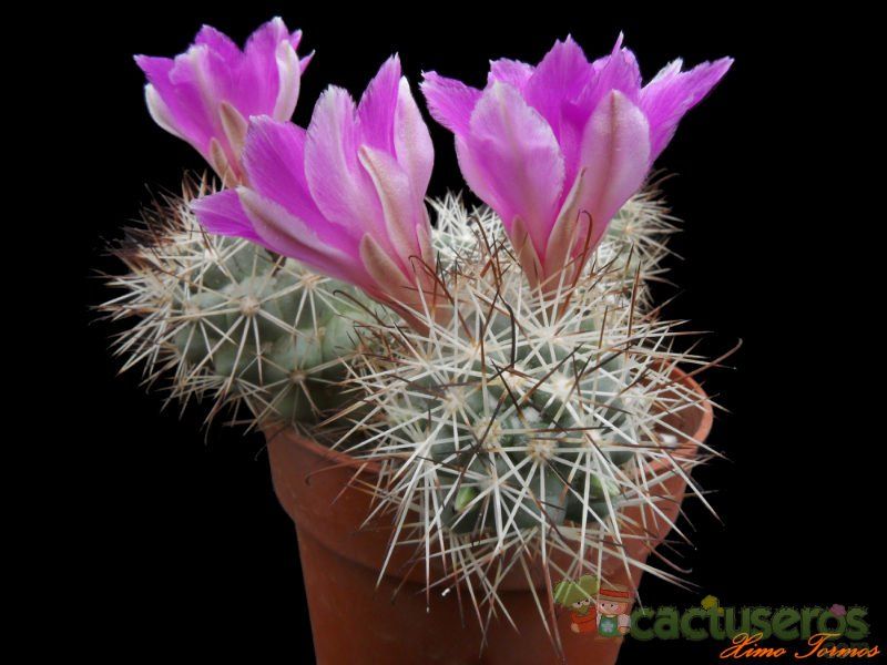 A photo of Mammillaria schumannii