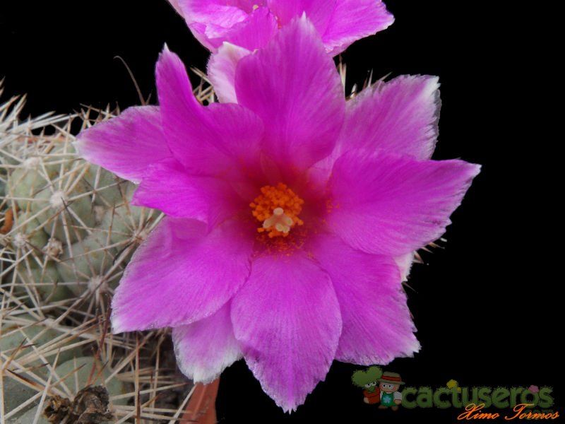 A photo of Mammillaria schumannii