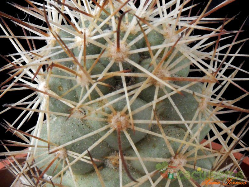 A photo of Mammillaria schumannii
