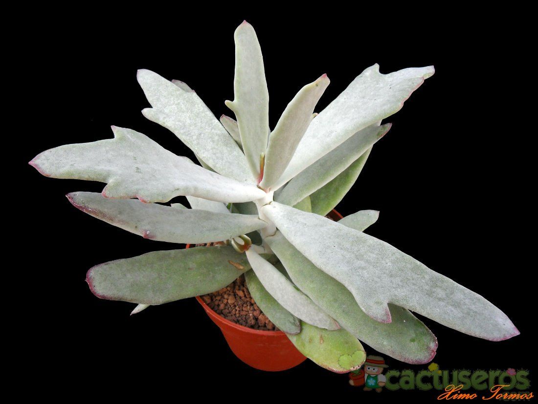 A photo of Cotyledon orbiculata var. oblonga cv. Takbok