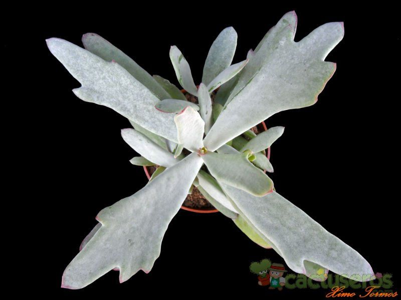 A photo of Cotyledon orbiculata var. oblonga cv. Takbok