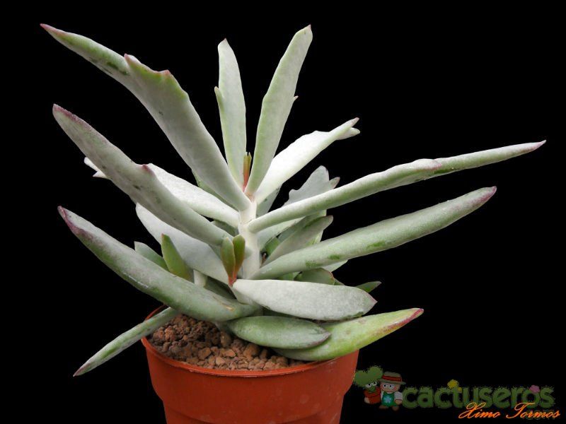 A photo of Cotyledon orbiculata var. oblonga cv. Takbok