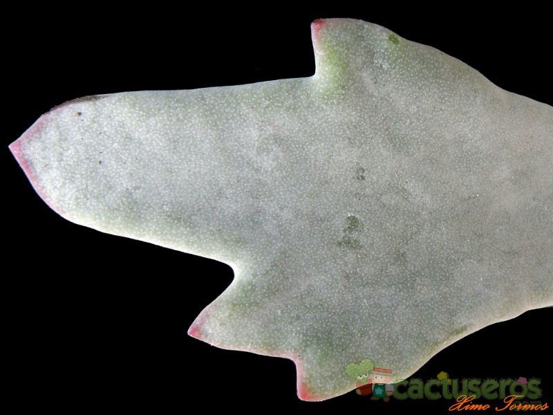 A photo of Cotyledon orbiculata var. oblonga cv. Takbok