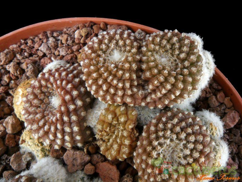 Una foto de Copiapoa hypogaea subsp. laui