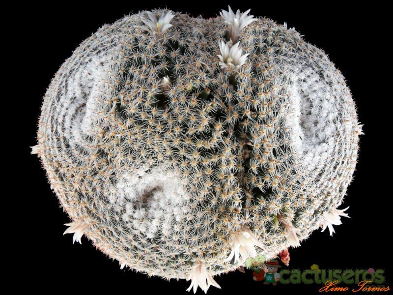 Una foto de Mammillaria formosa ssp microthele