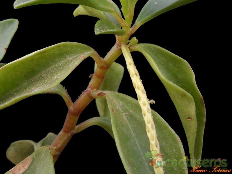 Una foto de Peperomia glabella var. nigropunctata