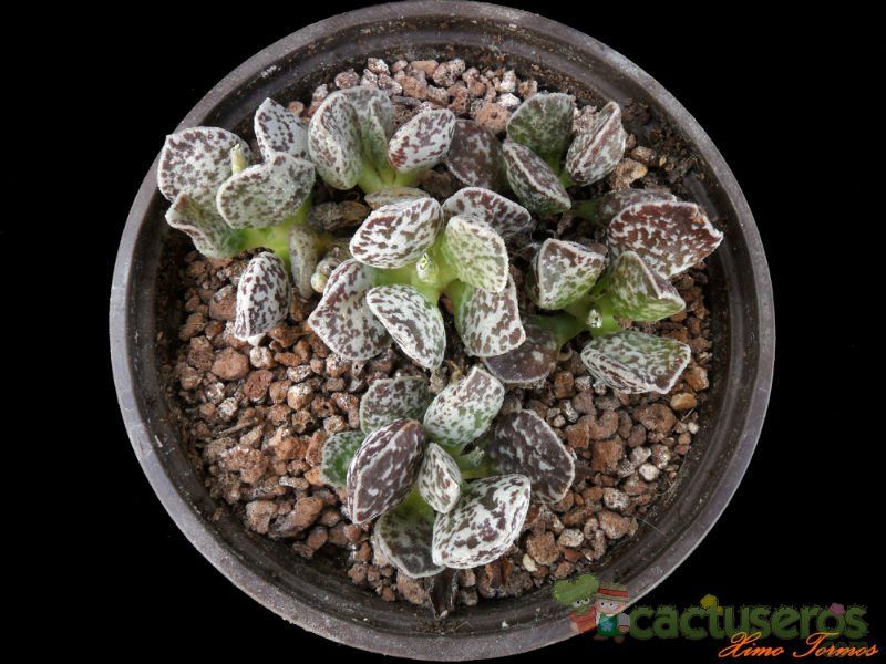 A photo of Adromischus marianae cv. Bryan Makin