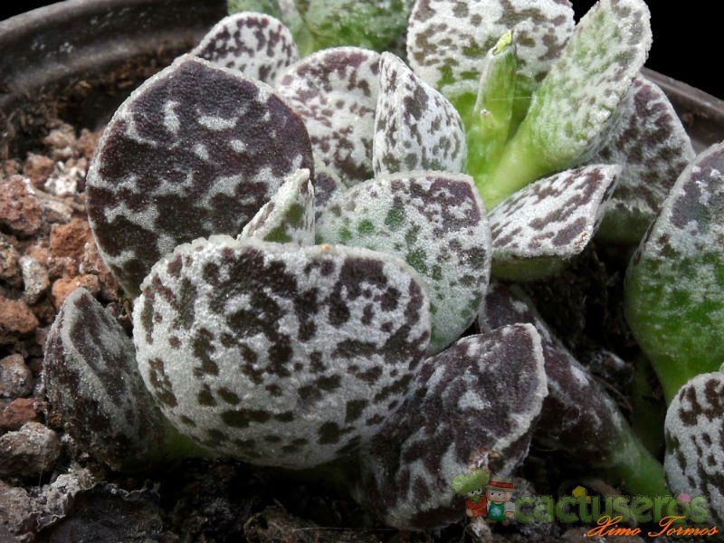 A photo of Adromischus marianae cv. Bryan Makin