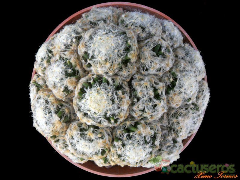 Una foto de Mammillaria schiedeana