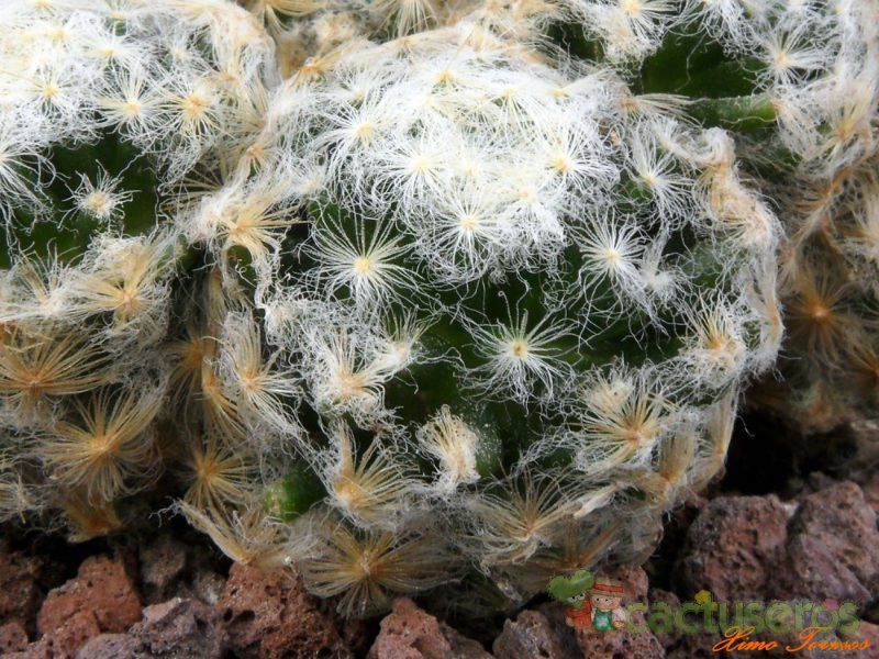 A photo of Mammillaria schiedeana