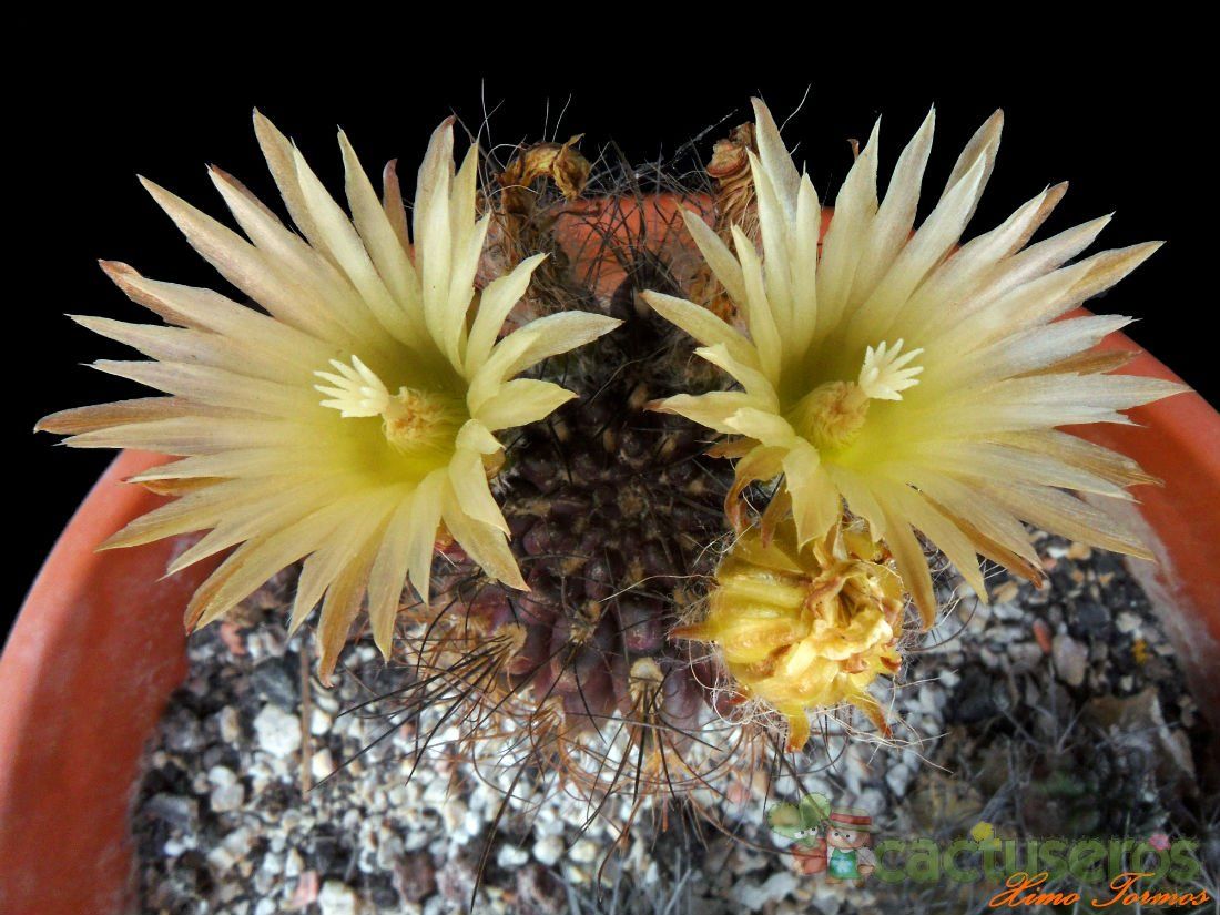 A photo of Eriosyce crispa
