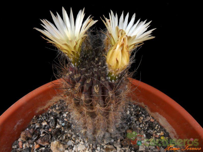 A photo of Eriosyce crispa