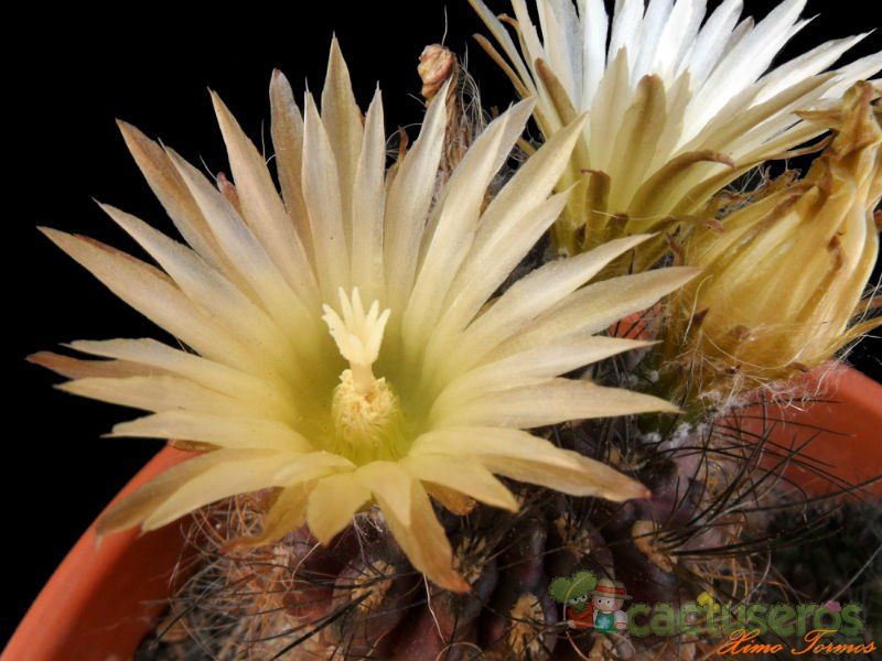 A photo of Eriosyce crispa