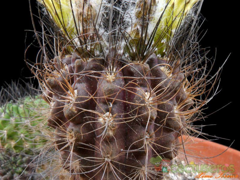 A photo of Eriosyce crispa