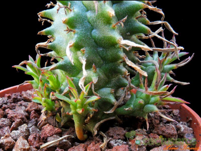Una foto de Euphorbia Twinkle Twirl (HIBRIDO)