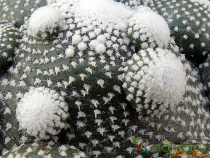 Una foto de Blossfeldia liliputana