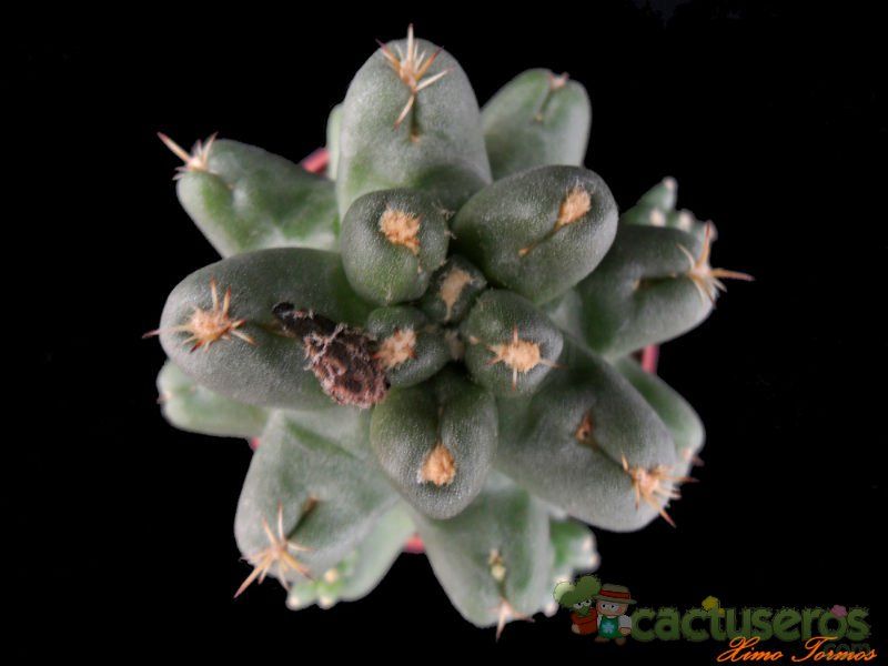 A photo of Coryphantha macromeris subsp. runyonii