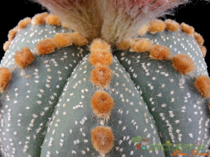 Una foto de Astrophytum asterias cv. OOIBO KABUTO