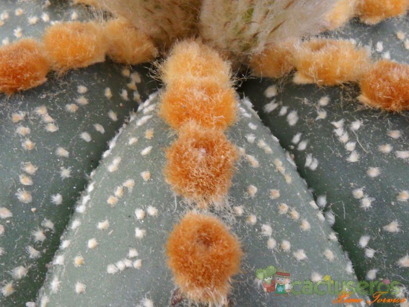 Una foto de Astrophytum asterias cv. OOIBO KABUTO