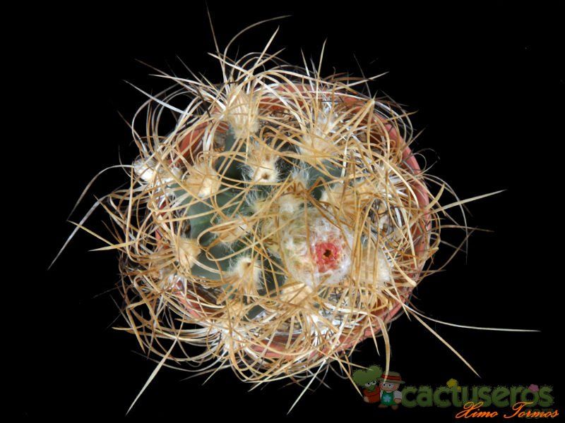 Una foto de Astrophytum capricorne
