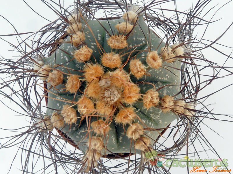 Una foto de Astrophytum capricorne senilis - Astrophytum asterias (SENAU-AS) (Hibrido)