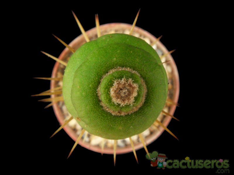 Una foto de Eulychnia castanea fma. varispiralis