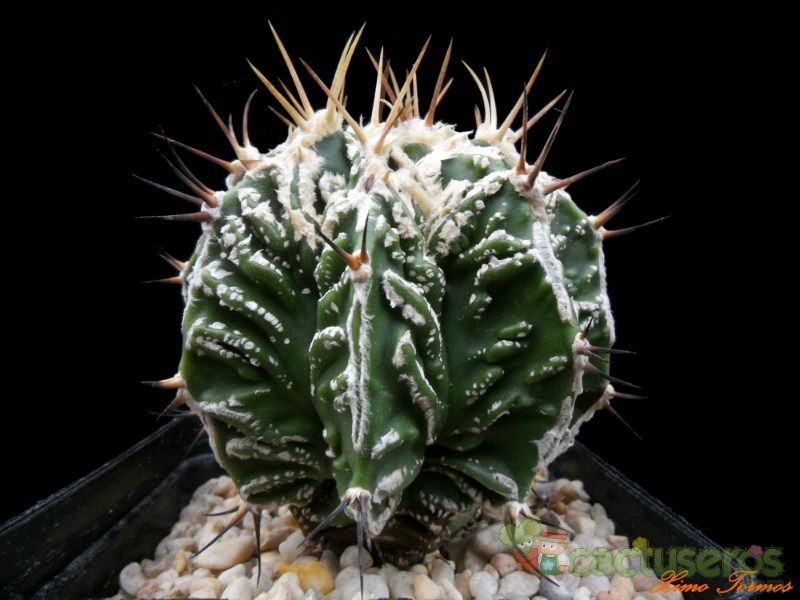 A photo of Astrophytum ornatum cv. HUKURYU HANNYA