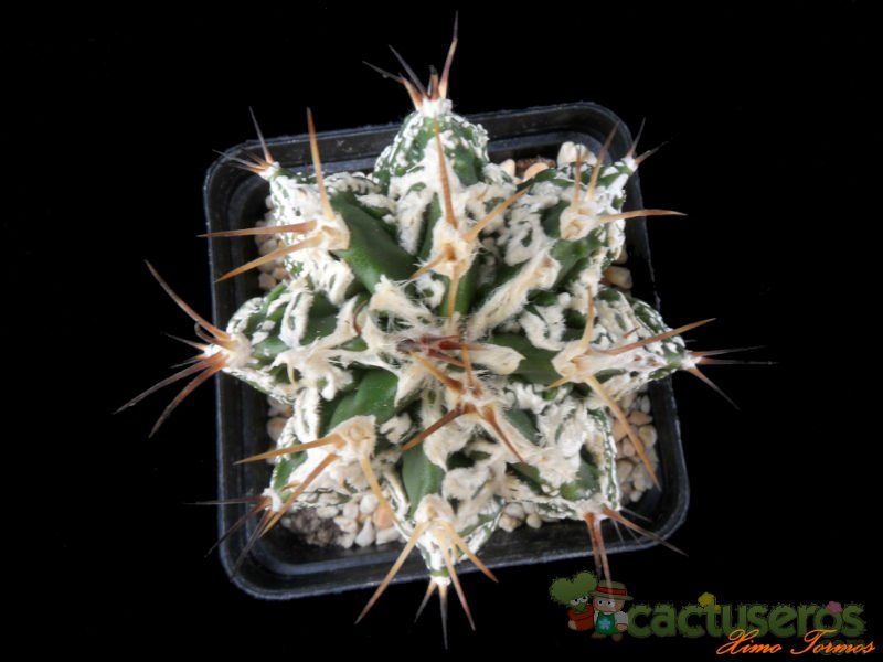 A photo of Astrophytum ornatum cv. HUKURYU HANNYA