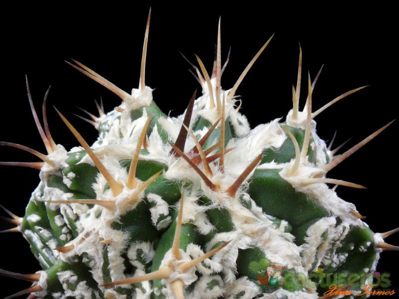 Una foto de Astrophytum ornatum cv. HUKURYU HANNYA