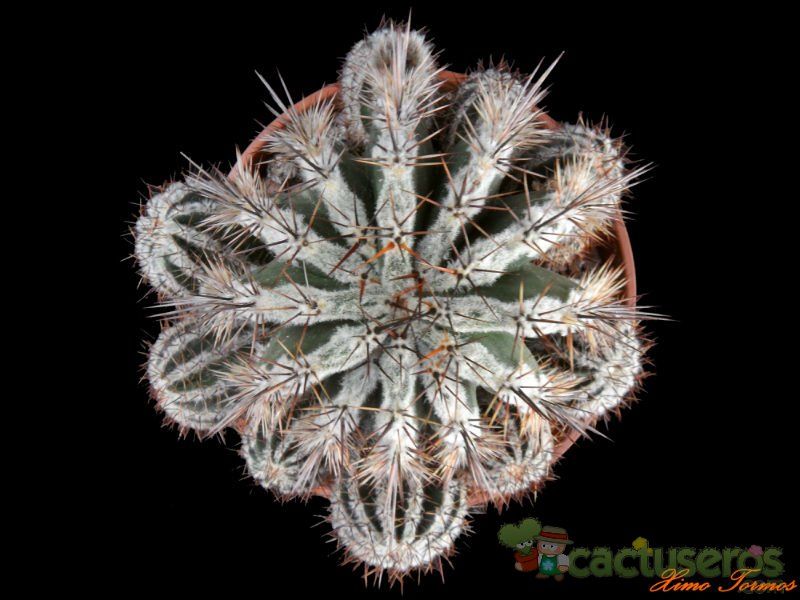 Una foto de Echinopsis cv. HAKU-JO MARU