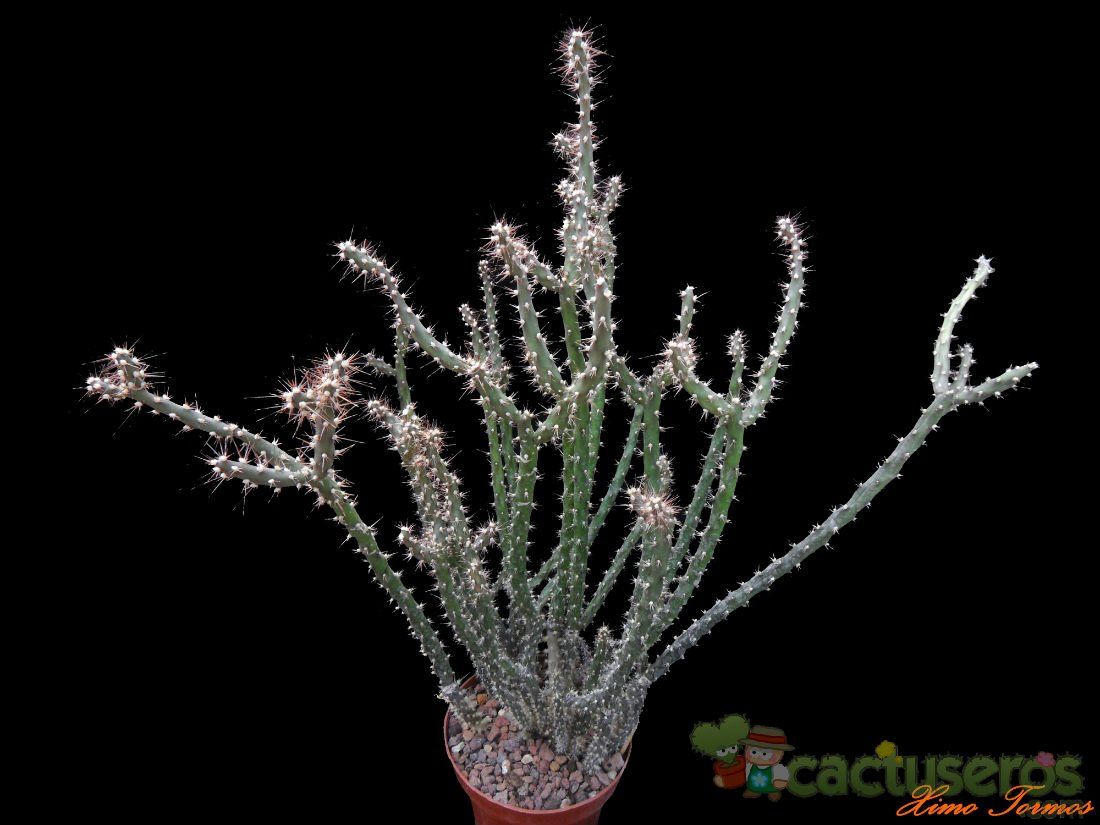 Una foto de Opuntia aurantiaca