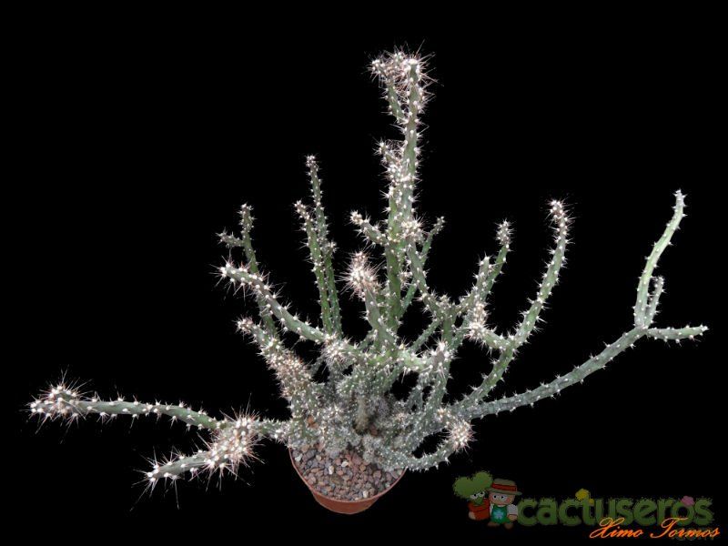 Una foto de Opuntia aurantiaca