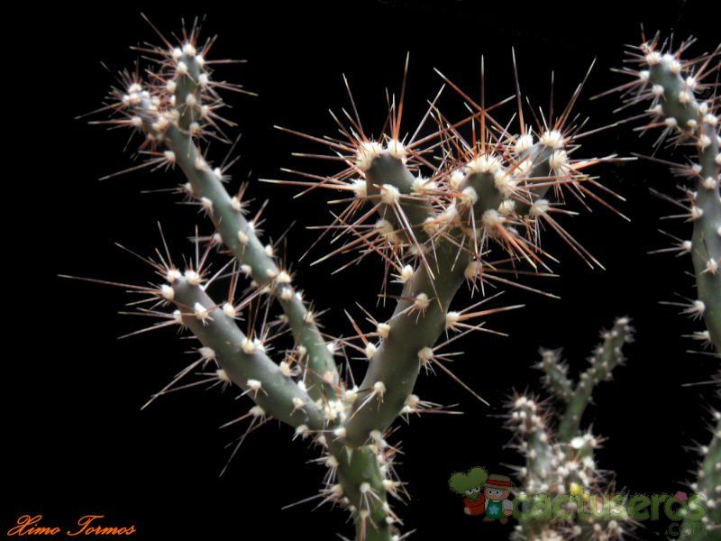 Una foto de Opuntia aurantiaca