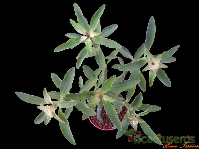 Una foto de Euphorbia pteroneura