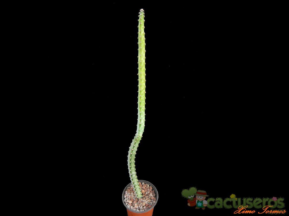 A photo of Cereus spegazzinii