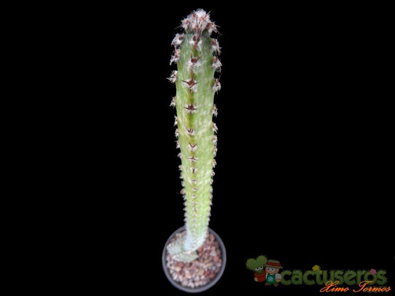 A photo of Cereus spegazzinii