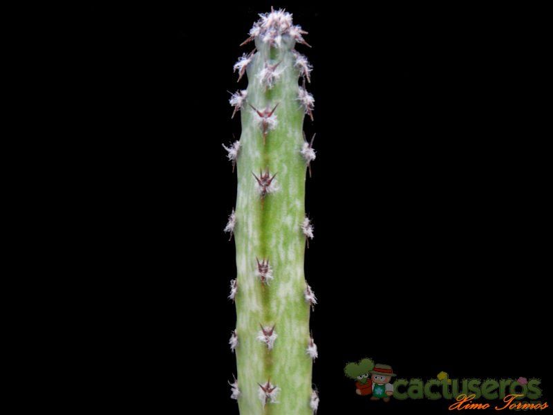 A photo of Cereus spegazzinii