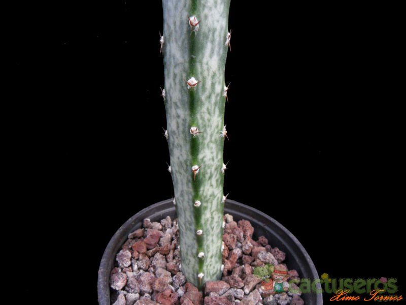 A photo of Cereus spegazzinii