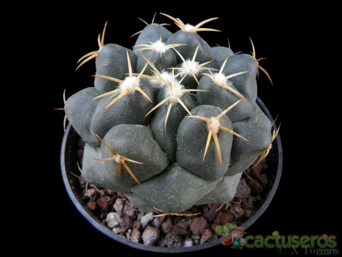 Una foto de Coryphantha elephantidens