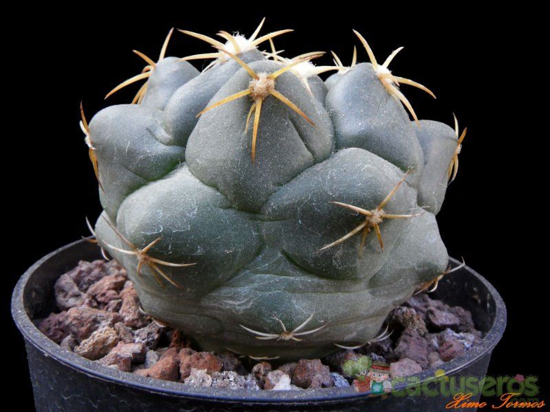 Una foto de Coryphantha elephantidens