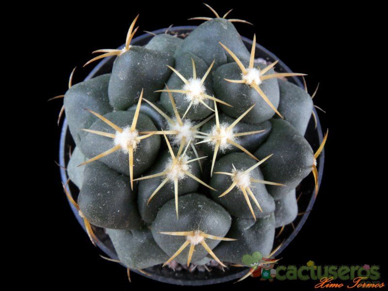 Una foto de Coryphantha elephantidens